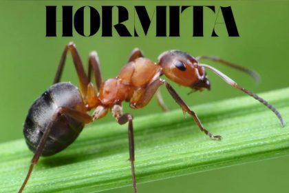Hormita